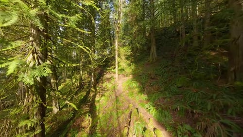 Smooth Flight Between the Trees Close to Branches in a Fabulous Spring Forest