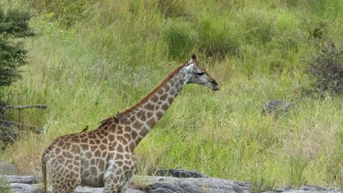 Majestic Giraffe Drinking from a Water Source with Birds Perched on Its Back