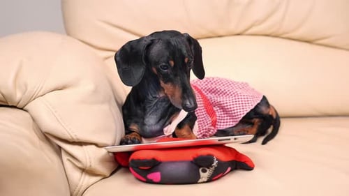 El perro salchicha se relaja en el sofá viendo películas en una tableta inteligente