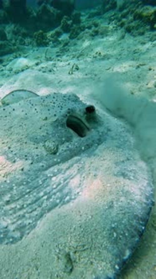 A Stingray Glides Along the Sandy Ocean Floor of the Maldives Surrounded By Coral Formations