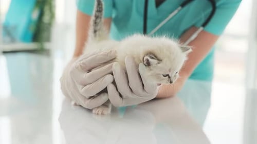 Cute Kitten Examined by Veterinarian