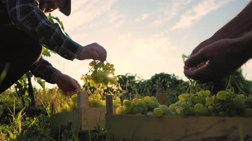 Front View Unrecognizable Vineyard Winegrower Worker Neatly Stack Grapes Boxes