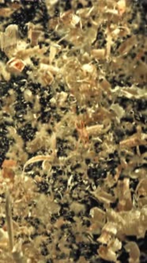The Sawdust Flies Up and Down Filmed on a Highspeed Camera at 1000 Fps
