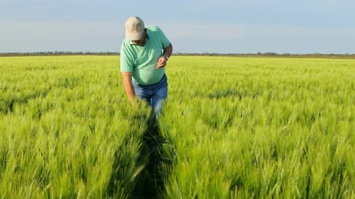 Senior farmer walking in wheat field examining crop.
