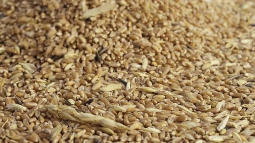 Golden Grains Pouring in Agriculture Harvesting