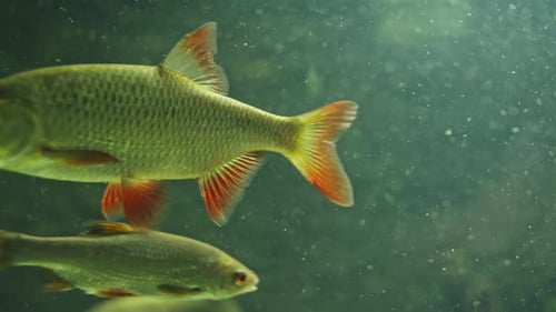 Kleine Fische schwimmen in ruhigem, dunstigem Wasser in einem großen Tank