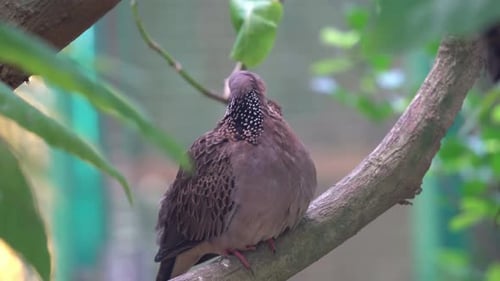 Wild spotted dove, streptopelia chinensis, perching on tree branch, fluff up its brown feathers, pre
