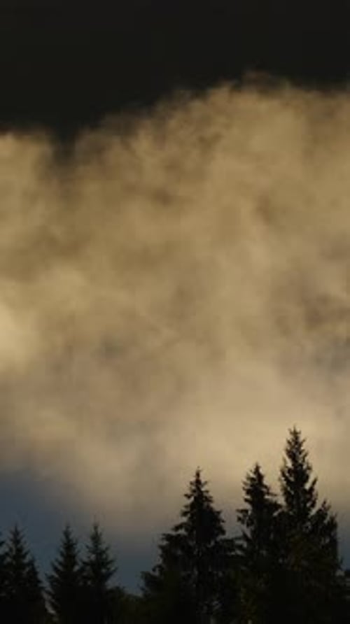 Vertical Screen Dense European Forest in Foggy Weather Beautiful Untouched and Pristine Natural