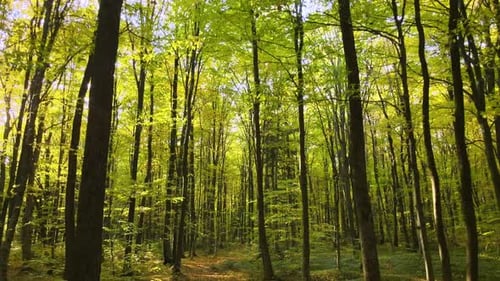Brightly Illuminated with Sunlight Beams Green Forest with Lush Trees at Autumn Sunrise Amazing Wild