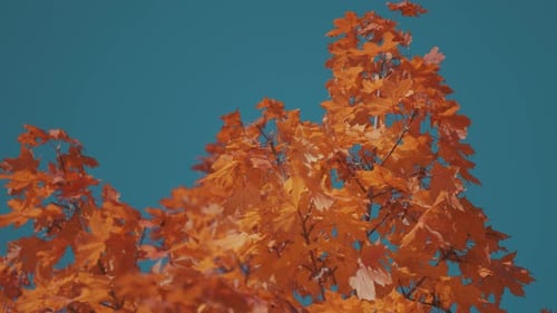 Vibrant orange maple tree leaves against the blue sky