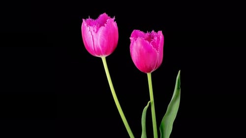Two Pink Tulips Opening in Time Lapse