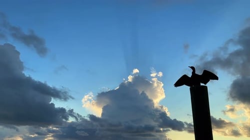 Luz do sol através das nuvens, pássaro tropical no poste oceânico com asas estendidas