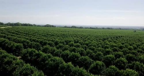 Forward moving slow aerial views passing over Orange plantation, rows of orange trees into distance.