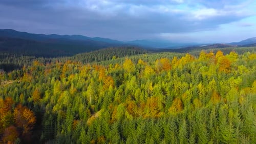 Aerial View of a Bright Autumn Forest on the Slopes of the Mountains at Sunrise