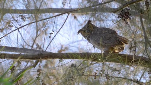 Great Horned Owl Looking Up While Perched on Australian Pine Branch