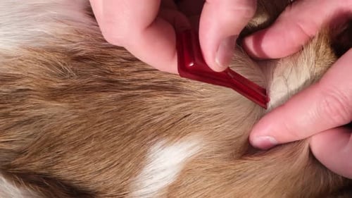 The owner applies flea and tick drops to the withers of a large dog.