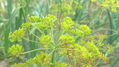 Dill seeds sways in the wind. Unripe green umbrella dill, shallow depth of field. Dill bush plant