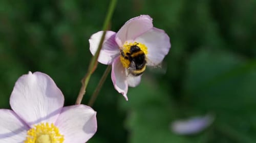 Bumblebee Gathers Nectar From Pink Flowers in a Vibrant Garden