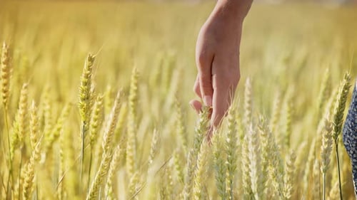 Woman Wheat Field. Woman Hand Touching Barley Ears. Female Farmer Enjoy Agriculture