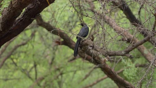 Nahaufnahme einer Krähe in den Bäumen in der Nähe des Patagoniensees. Bird schaut sich einen Moment um, bevor er wegfliegt