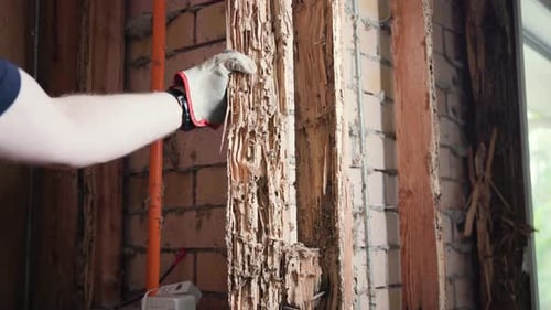 Pulling out a piece of wall by hand that has been eaten by termites and white ants.
