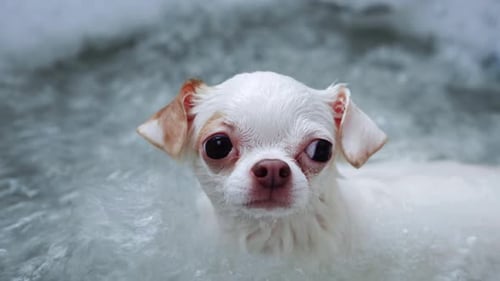 Cute Chihuahua Dog in Water