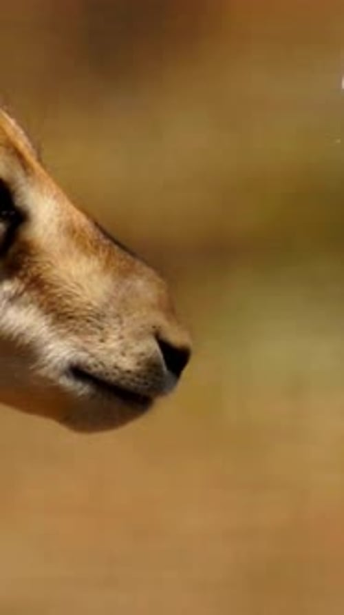 Vertical View Of Gazelle, Wildlife in Deep Forest