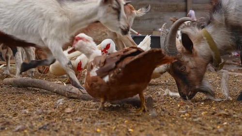 Ducks and Goats Coexisting Peacefully in Farmyard Setting
