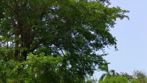 Static shot, Branches and leaves move freely in wind. The green leaves swaying gives relaxing and ro