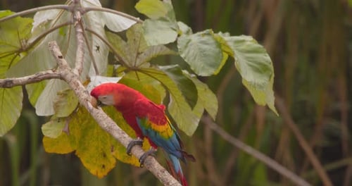 Single Bright Scarlet sitzt auf einem Ast eines breitblättrigen Baums und beobachtet aufmerksam den Regenwald darunter