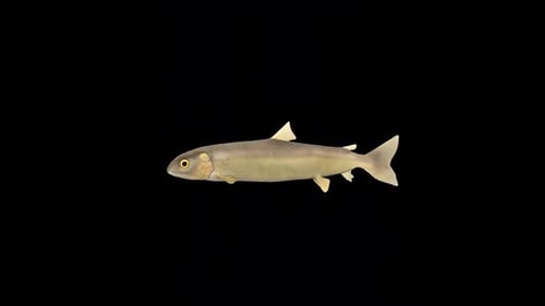 Weiße Fische schwimmen