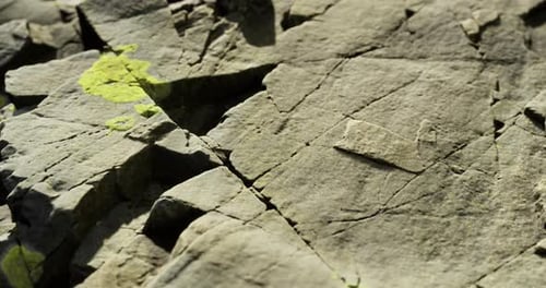 Detailed Close Up of Textured Rock Surface with Vibrant Green Lichen Growth