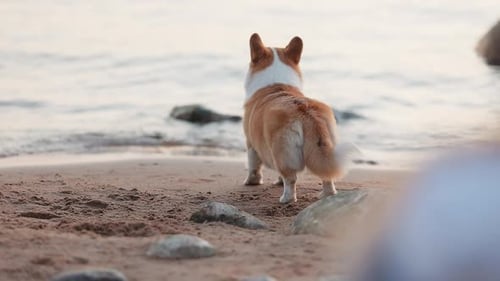 Paseo panorámico por la playa con un lindo cachorro de Corgi Serenity al atardecer
