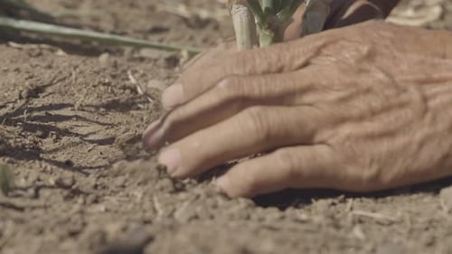 hands planting plant in the field