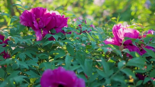Beautiful red peony on a green background. A beautiful flower sways in the wind. The sun's rays