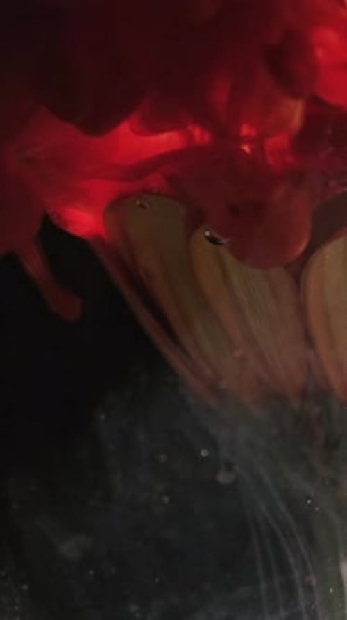 Red and Brown Inks Mixing in Water