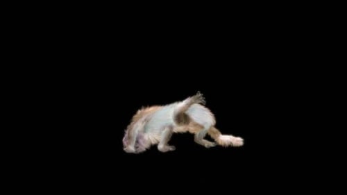 38 Monkey Dance HD