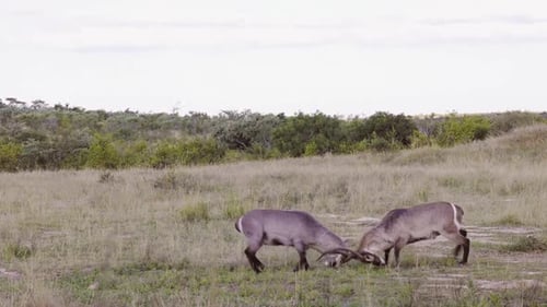 Two shaggy male Waterbuck antelope butt heads on savanna in Africa