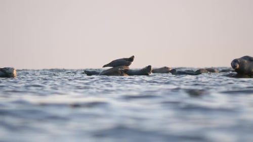 Beautiful shot of multiple seals laying on stones in the middle of the baltic sea
