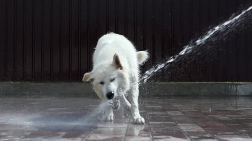 A white swiss shepherd plays with a stream of water from a hose on a hot summer day. Pets concept