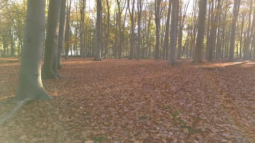 Aerial shot moving forward, between the trees in the autumn forest. The ground is covered with falle