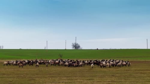 Black-muzzled sheep in a big flock gathered on the field. A livestock herd grazing in autumn.