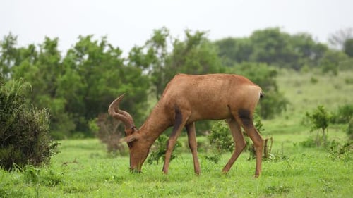Red Hartebeest eats vivid green grass, wet after recent African rain