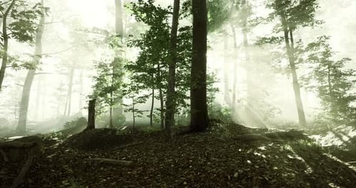 Mysterious Sunlight Filters Through a Dense Forest in Soft Morning Haze