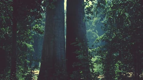 Misty Beech Forest on the Mountain Slope in a Nature Reserve