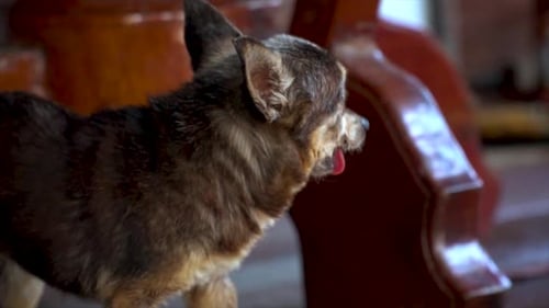 Thailand slow motion old and ugly chihuahua dog