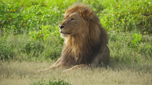 Male Lion with Big Mane Sitting in Tall Grass of African Savanna Resting in Natural Habitat and