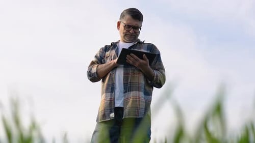 Senior Farmer in Wheat Field with Tablet in His Hands and Examining Wheat Growing