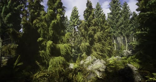 Lush Green Forest with Towering Trees and Vibrant Undergrowth During Daylight