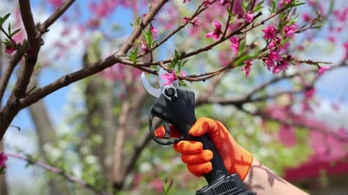 Pruning Trees with Electric Pruning Shears Tree Shaping in the Garden in Spring